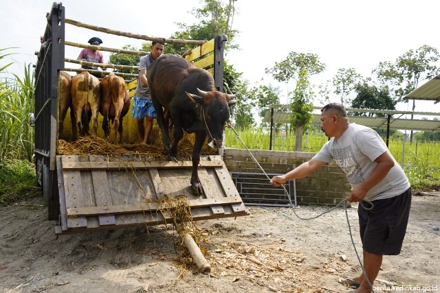 Kabupaten Kediri Terima Bantuan 1000 Ekor Sapi dari Kementrian Pertanian RI
