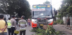 Hindari Patahan Ranting di Jalan, Pengendara R2 Seruduk Bus dan Tewas