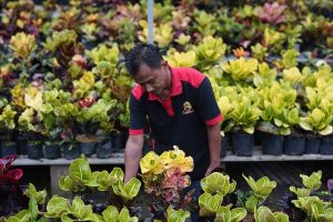 Pedagang Akui, Support dari Bupati Kediri Mampu Mendongkrak Harga Tanaman Hias Puring