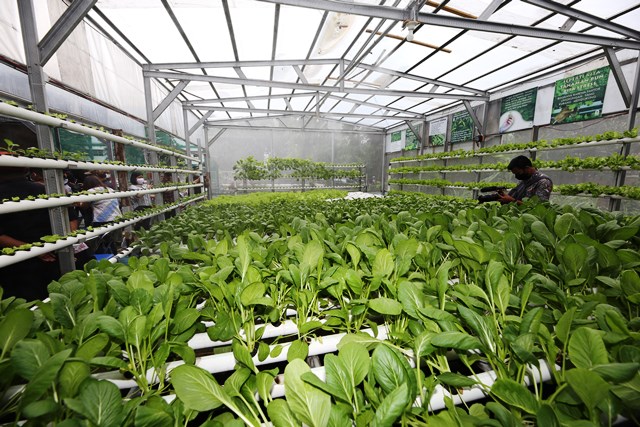 Tingkatkan Kualitas Produk Urban Farming, Pemkot Surabaya Kolaborasi dengan Perguruan Tinggi