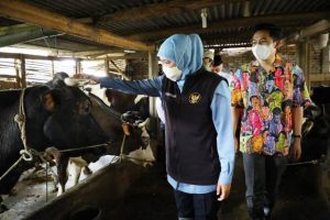 Jatim Berhasil Pertahankan Posisinya Sebagai Provinsi Sentra Produksi Susu Sapi Tertinggi Nasional
