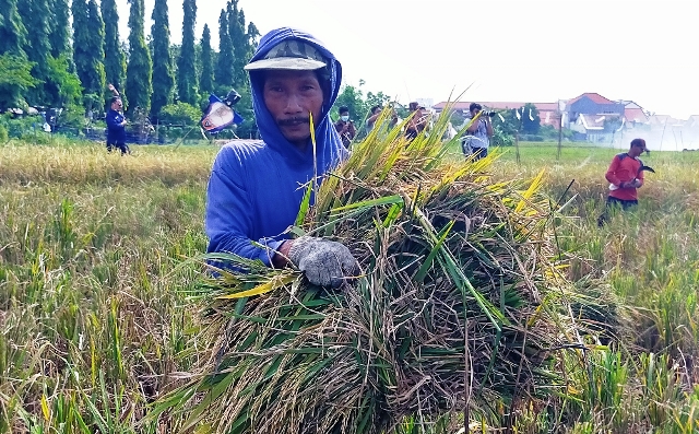Petani Kedurus Surabaya Berhasil Panen Beras Merah di Lahan Seluas 1.500 M2