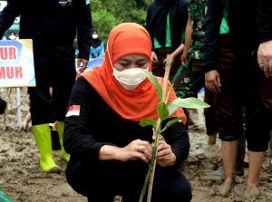 Tekan Emisi Karbon, Gubernur Khofifah Ajak Masyarakat Gencarkan Nandur Mangrove