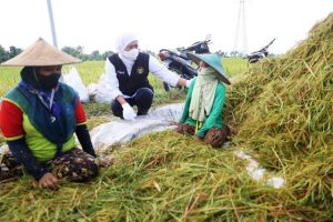 Jatim Jadi Produsen Padi Terbesar di Indonesia, Gubernur Khofifah: Turut Wujudkan Kedaulatan Pangan Nasional