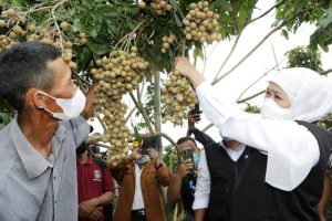 Gubernur Khofifah Puji Sistem Tumpang Sari Tripple Cropping Diharapkan Jadi Referensi Daerah Lain