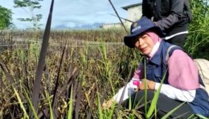 DKPP Kota Kediri Dukung Petani di Kelurahan Banaran Kembangkan Varietas Padi Sehat