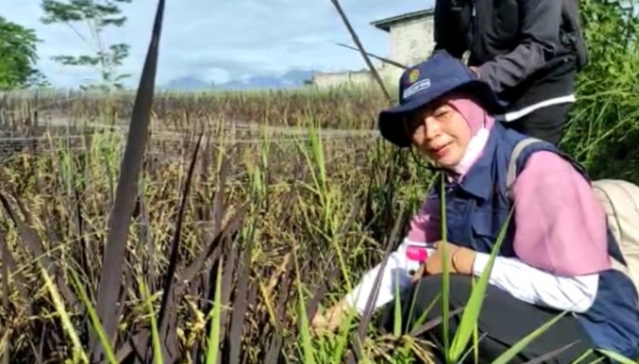DKPP Kota Kediri Dukung Petani di Kelurahan Banaran Kembangkan Varietas Padi Sehat