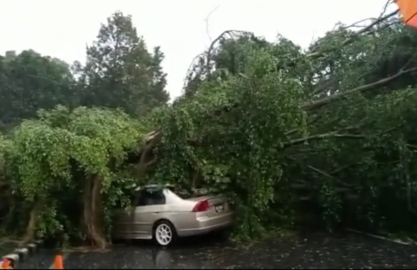 Sejumlah Pohon di Kota Kediri Tumbang Akibat Terjangan Angin, Beberapa Kendaraan Jadi Korban