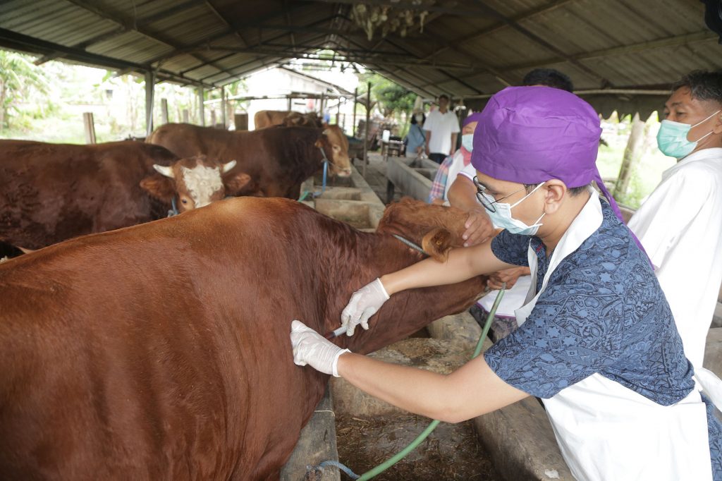 Intensifkan Pencegahan Penularan Wabah PMK, Pemkot Surabaya Terjunkan Dokter Hewan untuk Pemeriksaan Ternak