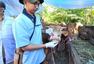 DKPP Surabaya Respons Cepat Cegah Masuknya Penularan Virus PMK