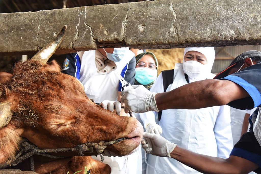 Gubernur Khofifah Kawal Langsung Pengobatan Hewan Ternak yang Terinfeksi Penyakit Mulut dan Kuku di Gresik