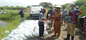 Lanjutkan Program Padat Karya, DKPP Surabaya Tebar Puluhan Ribu Benih Bandeng di Lahan BTKD Pakal