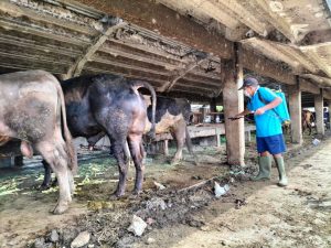 Wali Kota Eri Cahyadi Minta Panitia Kurban Perhatikan Pedoman Pemotongan Hewan dalam Situasi Wabah PMK