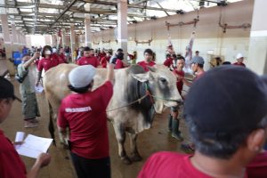 Pemkot Surabaya Salurkan 59 Hewan Kurban ke Masjid-masjid