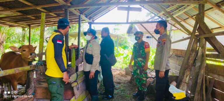 Tim Satgas Penanggulangan Pencegahan PMK Tanah Bumbu Gelar Vaksinasi di Desa Manunggal