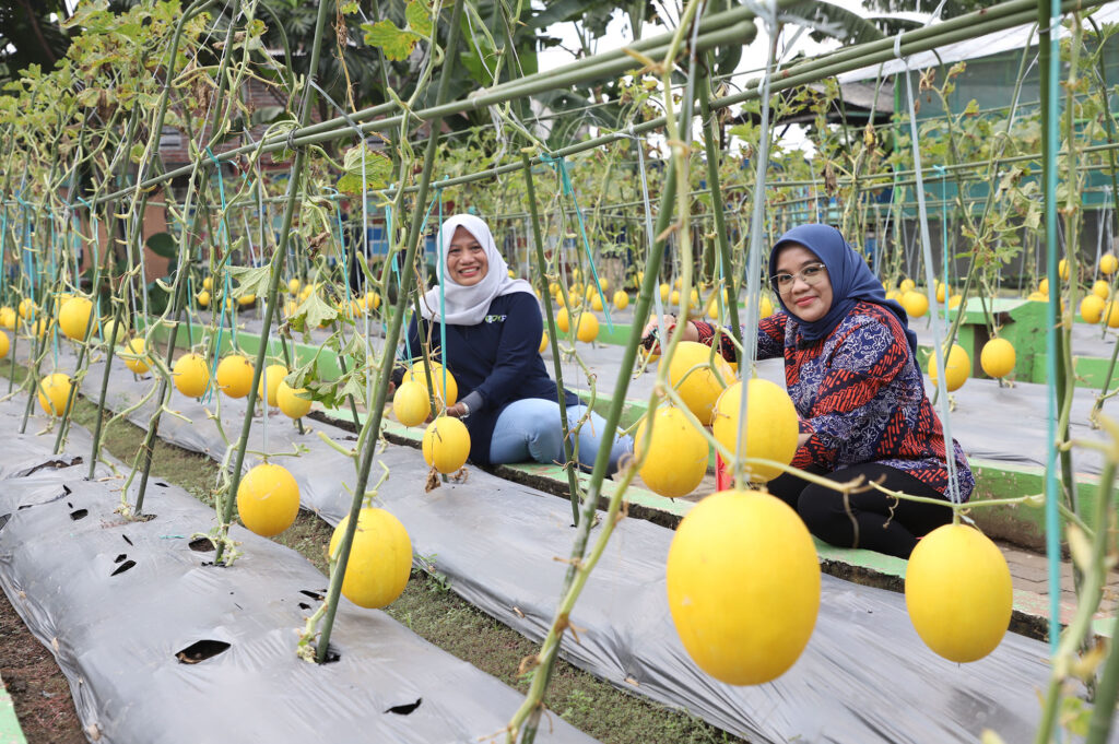 Pemkot Surabaya Budidaya Melon Emas untuk Program Padat Karya dan Ketahanan Pangan