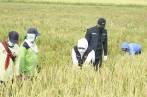 Jatim Pertahankan Predikat Lumbung Pangan Nasional dengan Surplus 3,1 Juta Ton Beras Selama 10 Bulan