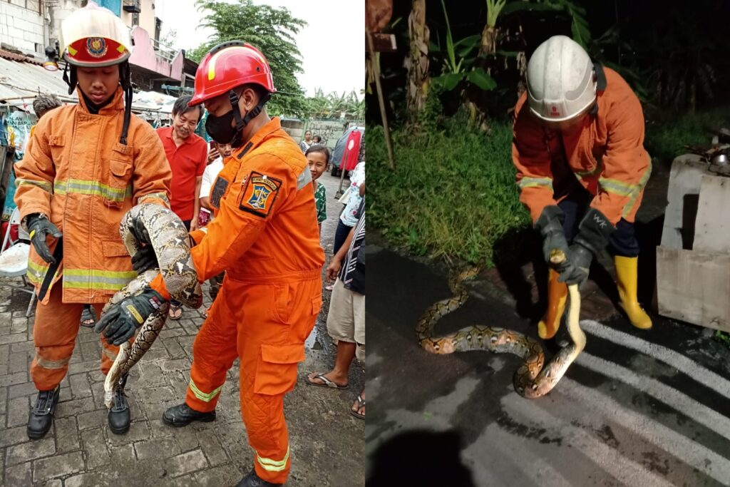Jalankan Tugas Kedaruratan, Petugas DPKP Surabaya: Nyemplung Sumur hingga Evakuasi Ular