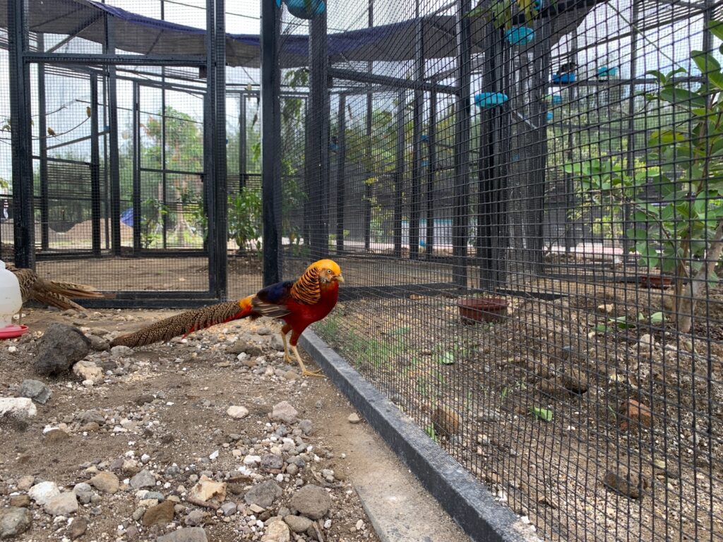 Mini Zoo Romokalisari Adventure Land Kini Dilengkapi Koleksi Satwa Burung
