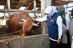 Gubernur Khofifah Populasi Sapi Potong, Sapi Perah dan Ayam Petelur Jatim Tertinggi Nasional