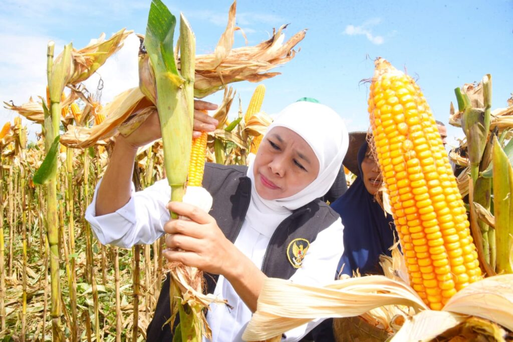 Jagung ‘Reog 234’ Hasil Inovasi Masyarakat Ponorogo, Berkualitas Unggul dan Tahan Cuaca Ekstrem