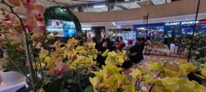 Tinggi Peminat Festival Tanaman Hias Krasa Daun vol 2 Diikuti 33 Tenant