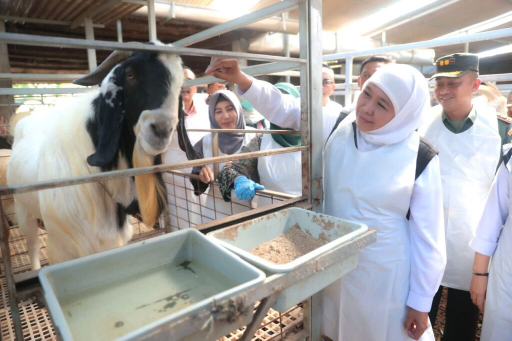 Promosikan Hewan Kurban Jatim, Gubernur Khofifah: Hewannya Sehat, Ketersedian Surplus