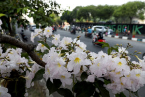 Masuki Musim Kemarau, Ribuan Bunga Tabebuya Bermekaran di Kota Surabaya
