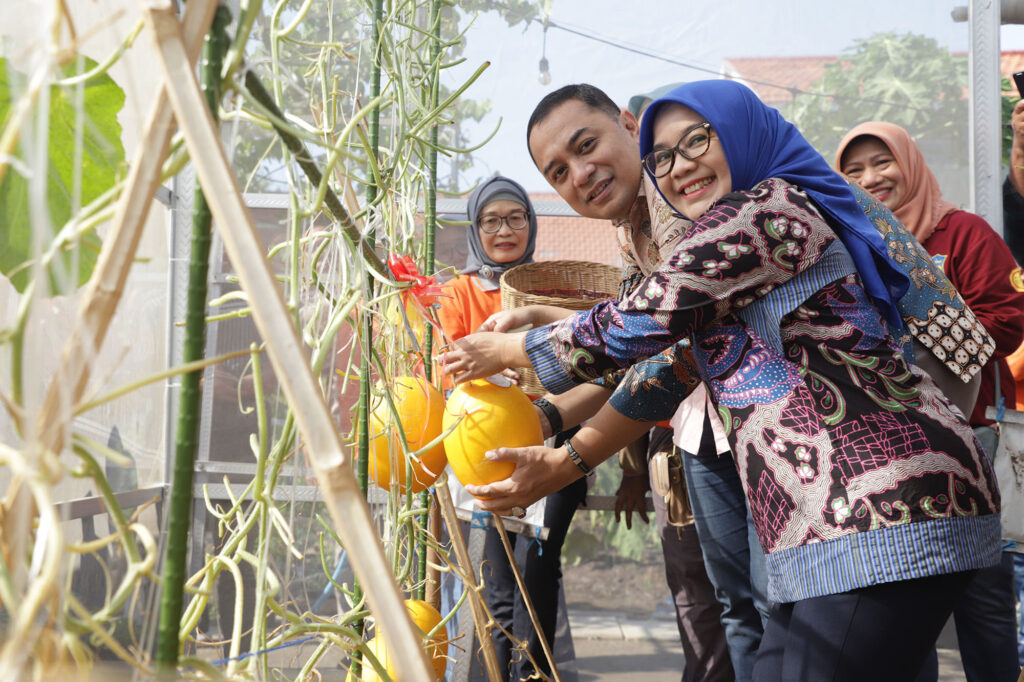 Wali Kota Eri Panen Ratusan Golden Melon dan Sayur bersama Kelompok Tani Kosagrha Lestari 