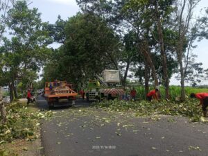 Antisipasi Pohon Tumbang, DLH Kediri Laksanakan Perantingan Pohon di Jalan Raya