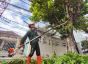 Musim Penghujan, Pemkot Surabaya Rutin Lakukan Perantingan di Jalan Protokol dan Pemukiman