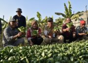 Pemkot Surabaya Terus Dongkrak Produktivitas Pertanian di Dalam Kota