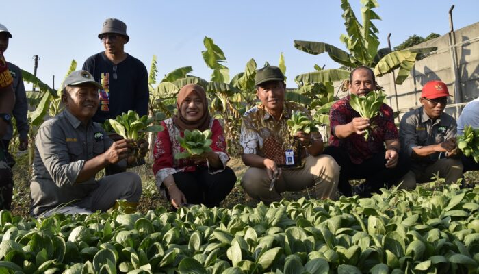 Pemkot Surabaya Terus Dongkrak Produktivitas Pertanian di Dalam Kota