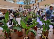 Bisa Tukar Tanaman Krasa Daun vol 3