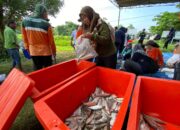 Panen Ikan Bandeng di Dua Lokasi, DKPP Surabaya Bantu Pengentasan Stunting