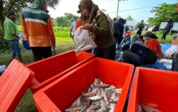 Panen Ikan Bandeng di Dua Lokasi, DKPP Surabaya Bantu Pengentasan Stunting