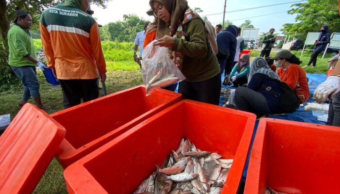 Panen Ikan Bandeng di Dua Lokasi, DKPP Surabaya Bantu Pengentasan Stunting