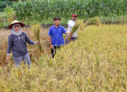 Pemkot Surabaya Bersama Kelompok Tani Kelurahan Made Gelar Panen Raya Padi