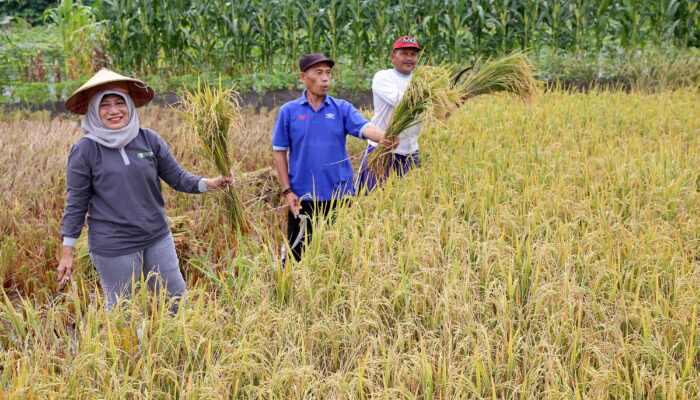 Pemkot Surabaya Bersama Kelompok Tani Kelurahan Made Gelar Panen Raya Padi