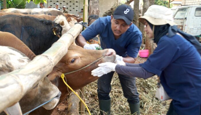 Iduladha 2024, SIG Bagikan 331 Hewan Kurban di 23 Provinsi