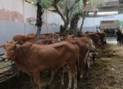 Jelang Iduladha 1445 H, PD RPH Surabaya Sediakan Hewan Kurban Sehat dan Bebas Penyakit