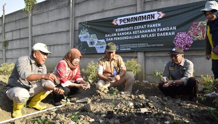 Harga Cabai Meroket di Petani, Pemkot Surabaya Gerakkan  Warga  Tanam Cabai