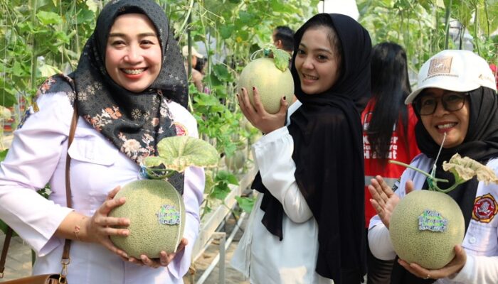 Sukses Panen Melon Ketiga di Lahan Fasum, Kelompok Tani Caping Kota Surabaya Siap Kembangkan Budidaya