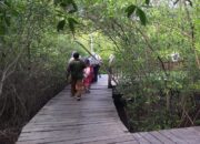 Hingga Pertengahan Tahun 2024, Pengunjung Kebun Raya Mangrove Surabaya Tembus 43 Ribu Orang
