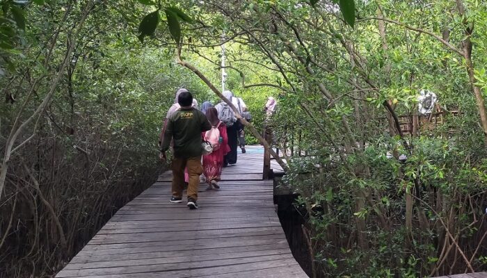 Hingga Pertengahan Tahun 2024, Pengunjung Kebun Raya Mangrove Surabaya Tembus 43 Ribu Orang