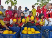 Pemkot Surabaya bersama Kelompok Tani Sendang Biru Made Panen Raya 2 Ton Golden Melon