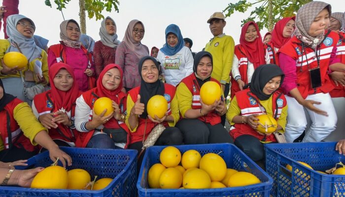 Pemkot Surabaya bersama Kelompok Tani Sendang Biru Made Panen Raya 2 Ton Golden Melon