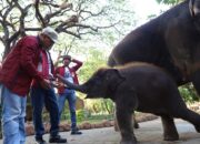 Jadi Kado Spesial di HUT ke-108, PDTS KBS Kenalkan Anak Gajah Sumatera “Rocky Balboa” ke Publik