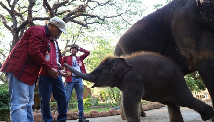 Jadi Kado Spesial di HUT ke-108, PDTS KBS Kenalkan Anak Gajah Sumatera “Rocky Balboa” ke Publik