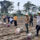 Dukung Program Swasembada Pangan, Kapolres Kediri Pimpin Giat Tanam Jagung